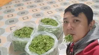 trồng b&ocirc;ng thi&ecirc;n l&yacute; thu nhập cao _ đặt giống 0939.811.863 