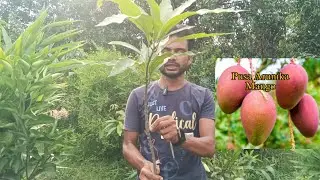 Pusa arunika mango / Simong mango / jhilik nursery / online delivery available / Mirpur Paikar