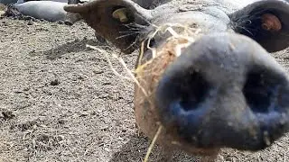 Studying micro-behaviours in free ranging pigs