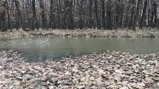 Relaxing sounds - Calm wind through forest