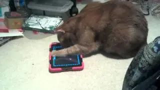 My Kitty Loves ''GameForCats'' :3