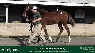 Hip #519 - Yearling Colt by Zandon - Zeta Zody