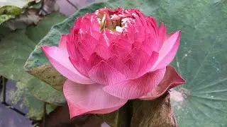 Growing lotus at home | This type of lotus still blooms when it's cold