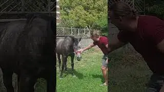 I want to feed the horse | Quiero alimentar al caballo | मैं घोड़े को खाना खिलाना चाहता हूँ  #horse