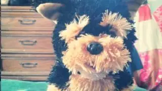 My Build a Bear Promise Pets