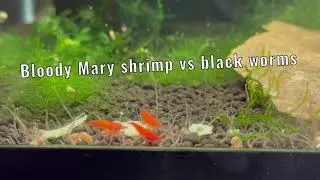 Bloody Mary Shrimp vs Black Worms