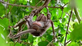 Lovely Tiny Baby Monkey Lost Mommy, Trying To hug Tree,  For a Moment