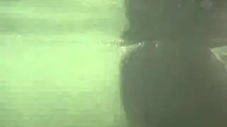 dolphin sonar