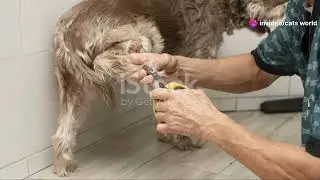 lionhead rabbit grooming