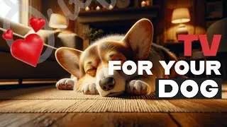 8 Hours of Serene Sunset Views 🌅 | Relaxing Dog Music by DogTV