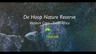 De Hoop Nature Reserve: whale breeding ground