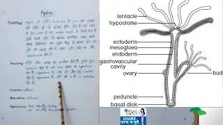 morphology, anatomy, nutrition, respiration, reproduction in Hydra