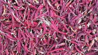 Byadgi Dry Chilli of Chinchali, Annigeri. Hubli Area