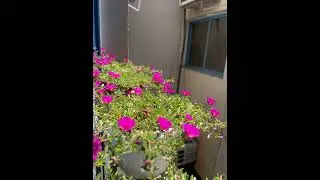 10 o clock flower on balcony