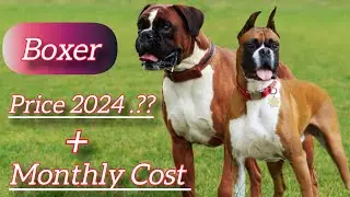 Boxer Dog Price In Indian || And Monthly Cost || Boxer Real Price 2024 || Full Information In Hindi