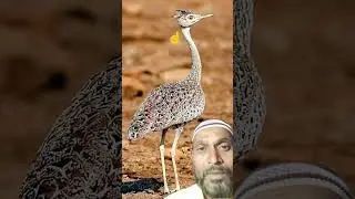 #bismillah  arhamaanurahim   kullhualla  hosamad#islamicvideo#youtubeshorts#shortsfeed