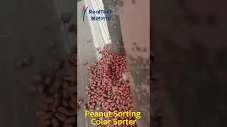 Peanut Color Sorter#machine #manufacturing #agri #peanut
