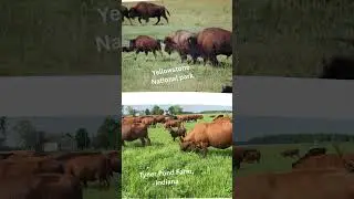 Bison as Ecosystem Engineers