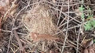 Гнезда сономской древесной полевки и западной серой белки