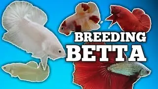HOW TO BREED BETTA FISH | COMPLETE GUIDE | FISH_HEAVEN_01