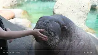E.T The Walrus vocalization clip
