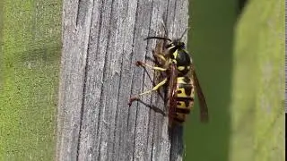 Wasp Exterminators in Stoncrest, GA