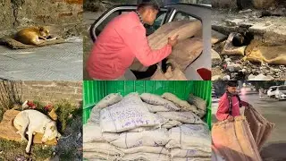 Love और Care से बदली Dogs की ठंडी सर्दियां | Winter Care for Dogs | Dwarka Feeder