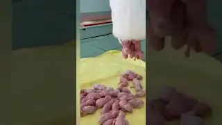 this rabbit gives birth for 40 pieces of  baby rabbit.