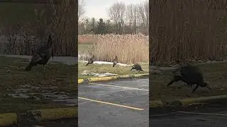 Suburban turkeys!! #deerhunt #turkeyhunt #turkeyhunting #hunting #shorts