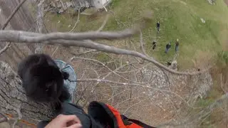 Kitty the Cat's Tree Top Rescue