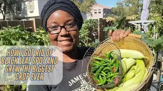 How I Got Rid Of Black Leaf Spot and Grew The Biggest Crop Ever