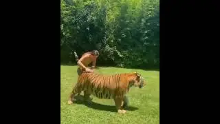 tiger with man friendship ❤️❤️#animallover#short#tigerstatus