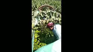 loading Banana 🍌🍌🍌🍌