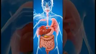 How Lungs Work: Inside the Respiratory System in 3D #RespiratorySystem #3DAnatomy #LungsAnimation