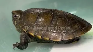 Guadalajara zoo celebrates the birth of world's smallest freshwater turtle