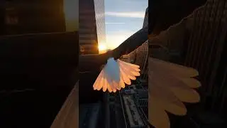 Eagle flying