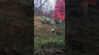 Laila henter juletre p&aring; egen eiendom. 