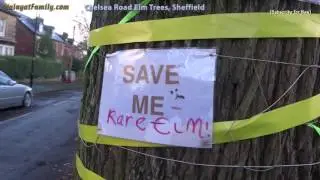 Save Sheffield Chelsea Road Elm Tree From Amey / City Council Fellings