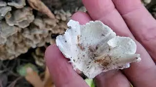 How to Tell the Difference between a Turkey Tail & a False Turkey Tail Mushroom