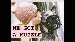 Why I Got My Dog a MUZZLE ! - Louie the Blue Heeler