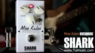Shark Effect : Moo kalei Overdrive(หมูขาวเล็ก)  test &review ( Eng.Ver.)