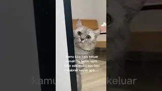 Kucing Merajuk #merajuk #marahi #kucingpersia #shorts_video