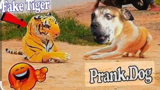 Dogesh Bhai 🐕🤪//prank // with tiger//🐅 #prank #dogprank #funny #viralvideo #comedyvideos 