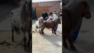 Beautiful small Horse Breeding season short video like share subscribe 👍