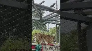 Tiger at Chessington World of Adventures #rollercoaster #animals #themeparkview #fyp