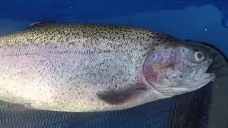 Trout on Sedges and Dry Fly - Kildary Angling Club 2025 - Part1