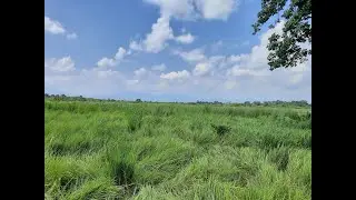 Restoring Grasslands by Removing Invasive Plants - A documentary