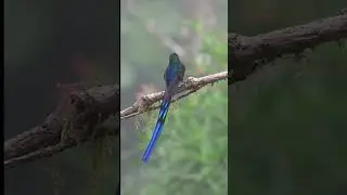 Colibr&iacute; coludo azul - Aglaiocercus kingi&iacute;.