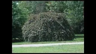 VARIATIONS OF FAGUS SYLVATICA (COOL PLANT PROFILES 23)