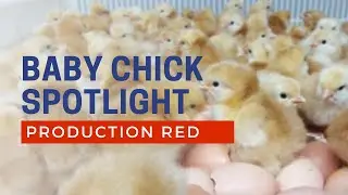 Production Red Chicken - Baby Chicks for Sale | Cackle Hatchery